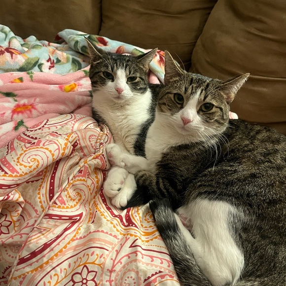 Meet your Posher, Rebecca - Picture 2 of 2